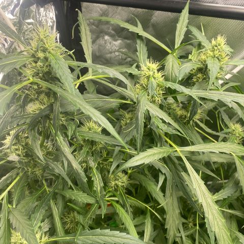 Banana Kush growlog timeline photo