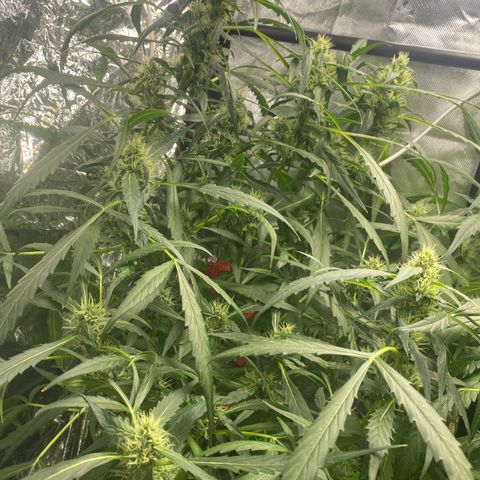 Banana Kush growlog timeline photo