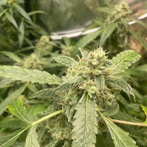 Banana jealousy  growlog timeline photo