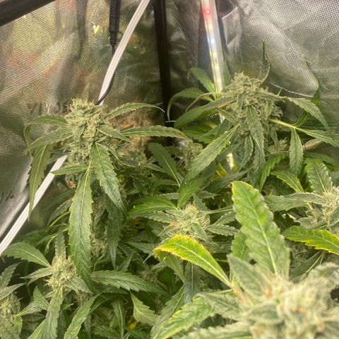 Banana jealousy  growlog timeline photo