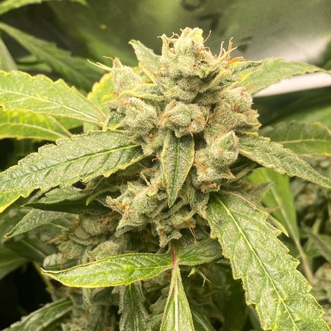 Banana jealousy  growlog timeline photo