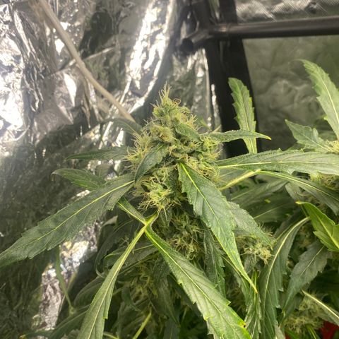 Banana Kush growlog timeline photo