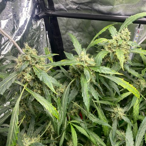 Banana Kush growlog timeline photo