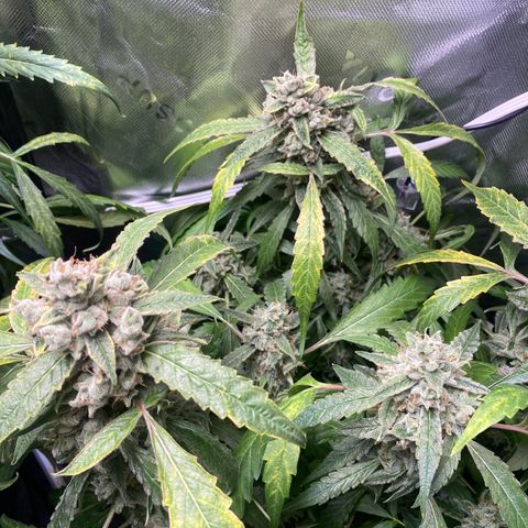 Banana jealousy  growlog timeline photo