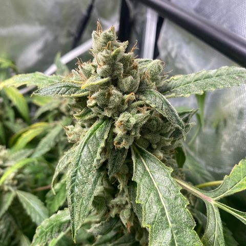 Banana jealousy  growlog timeline photo