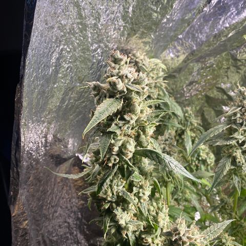 Banana jealousy  growlog timeline photo