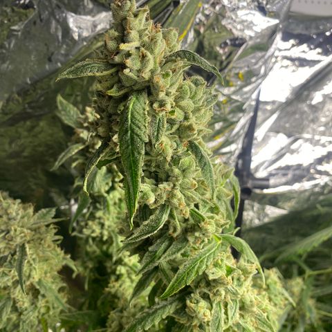 Banana jealousy  growlog timeline photo
