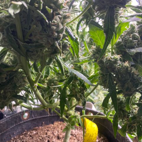 Banana jealousy  growlog timeline photo