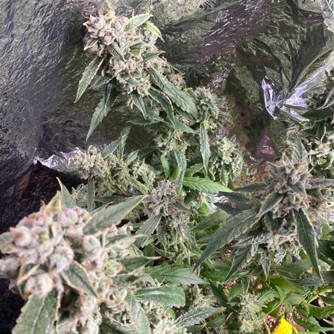Banana jealousy  growlog timeline photo