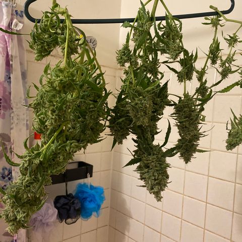 Banana jealousy  growlog timeline photo