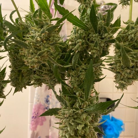 Banana jealousy  growlog timeline photo