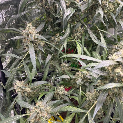 Banana Kush growlog timeline photo