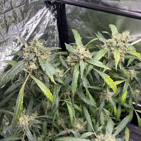 Banana Kush growlog timeline photo