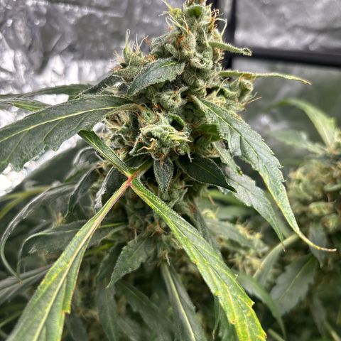Banana Kush growlog timeline photo