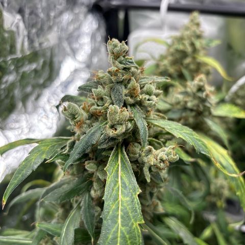 Banana Kush growlog timeline photo
