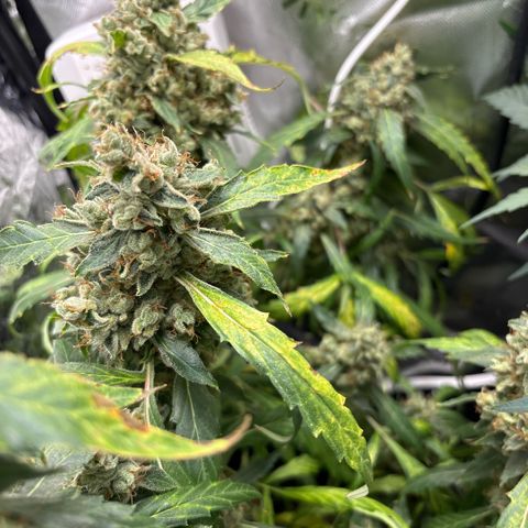 Banana Kush growlog timeline photo