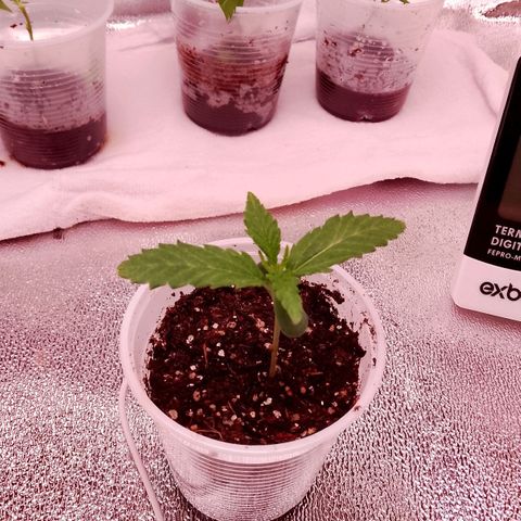 Og kush growlog timeline photo