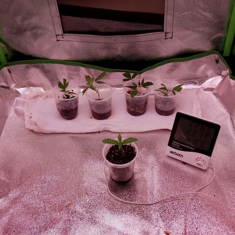 Og kush growlog timeline photo