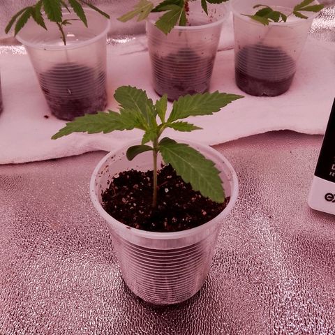 Og kush growlog timeline photo