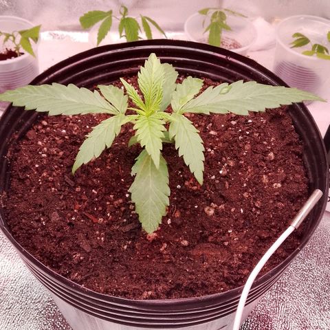 Og kush growlog timeline photo