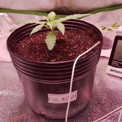 Og kush growlog timeline photo