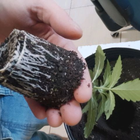 Og kush growlog timeline photo