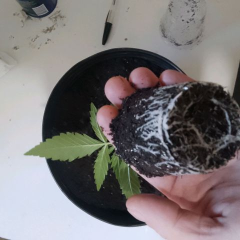 Og kush growlog timeline photo