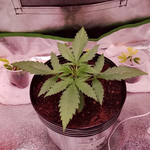 Og kush growlog timeline photo