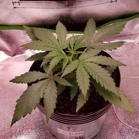 Og kush growlog photo: Após a poda top