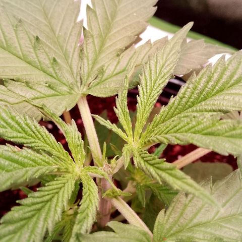 Og kush growlog photo: Após a poda top