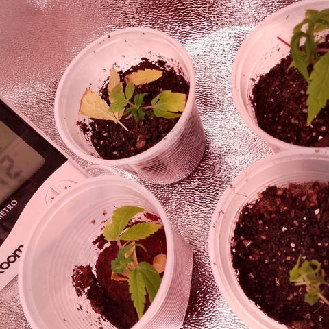Og kush growlog photo: Acompanhamento dos clones da bluebarry 