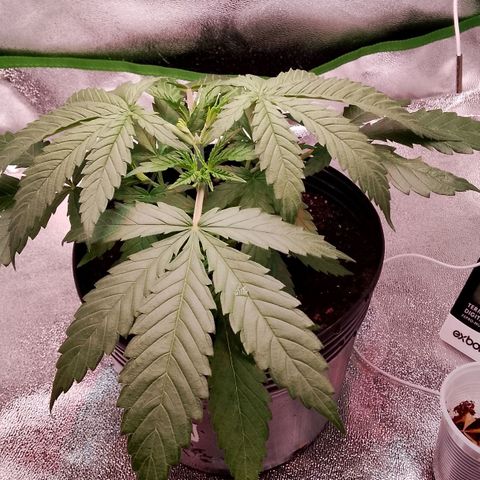 Og kush growlog timeline photo