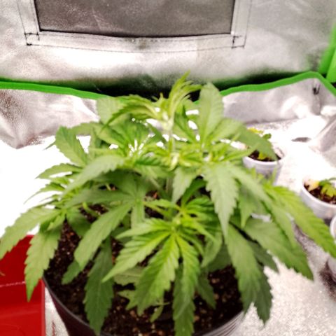 Og kush growlog timeline photo
