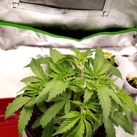 Og kush growlog timeline photo