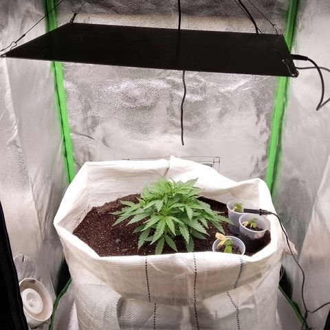 Og kush growlog timeline photo