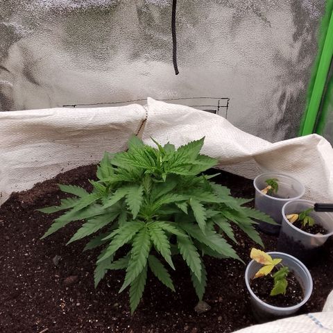 Og kush growlog timeline photo