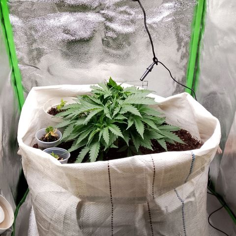 Og kush growlog timeline photo