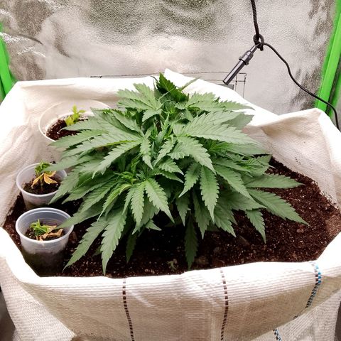 Og kush growlog timeline photo