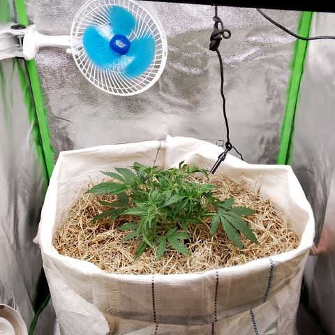Og kush growlog timeline photo