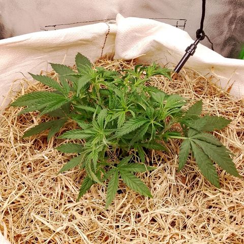 Og kush growlog timeline photo