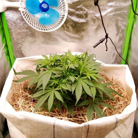 Og kush growlog timeline photo