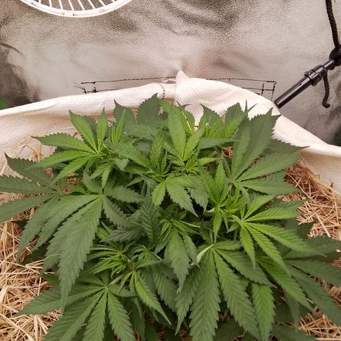 Og kush growlog timeline photo