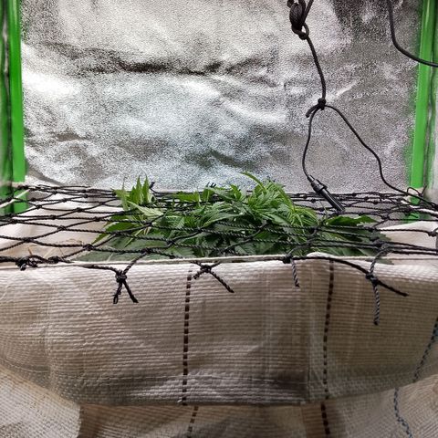 Og kush growlog timeline photo