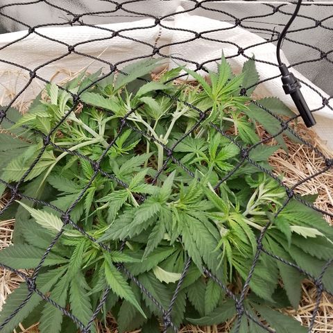 Og kush growlog timeline photo