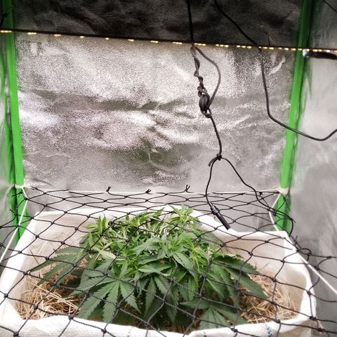 Og kush growlog timeline photo