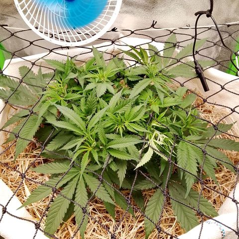 Og kush growlog timeline photo