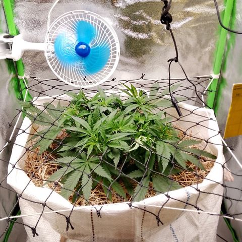 Og kush growlog timeline photo