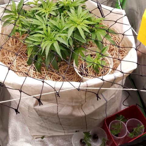 Og kush growlog timeline photo