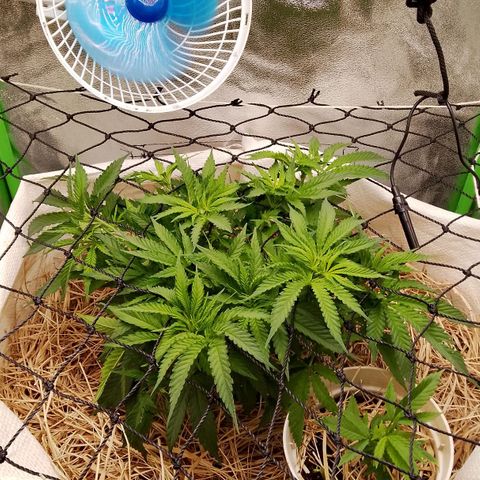 Og kush growlog timeline photo