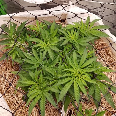 Og kush growlog timeline photo